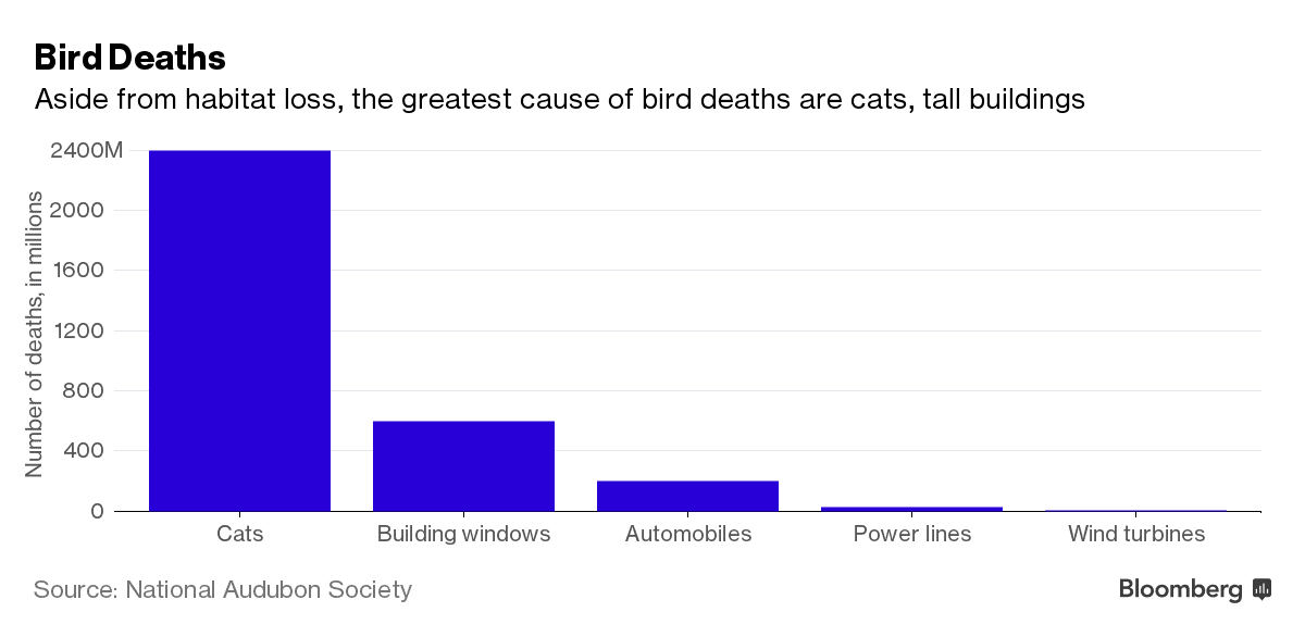 Bird mortality
