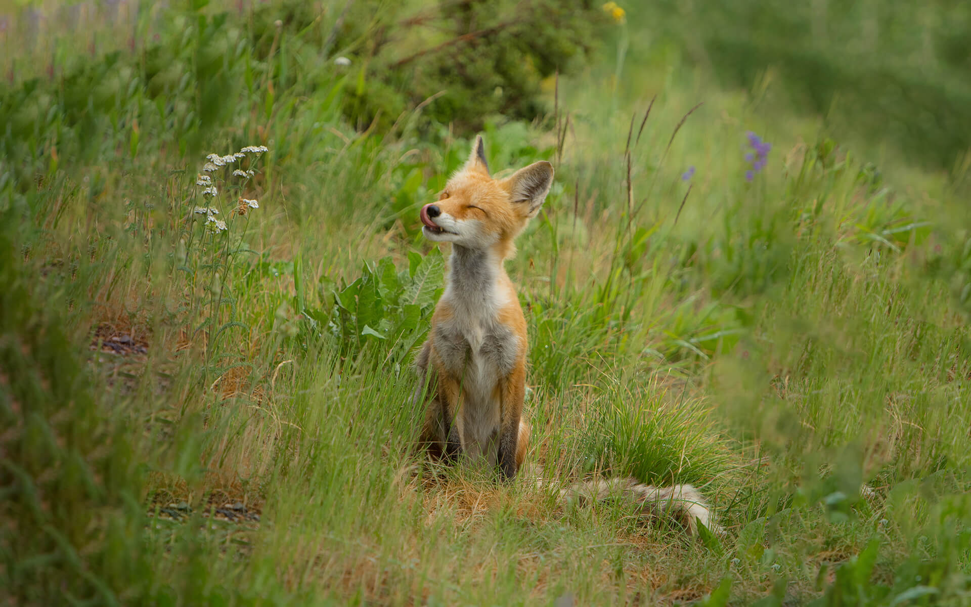A happy fox licking his lips in a field in Silverthorne, United States.