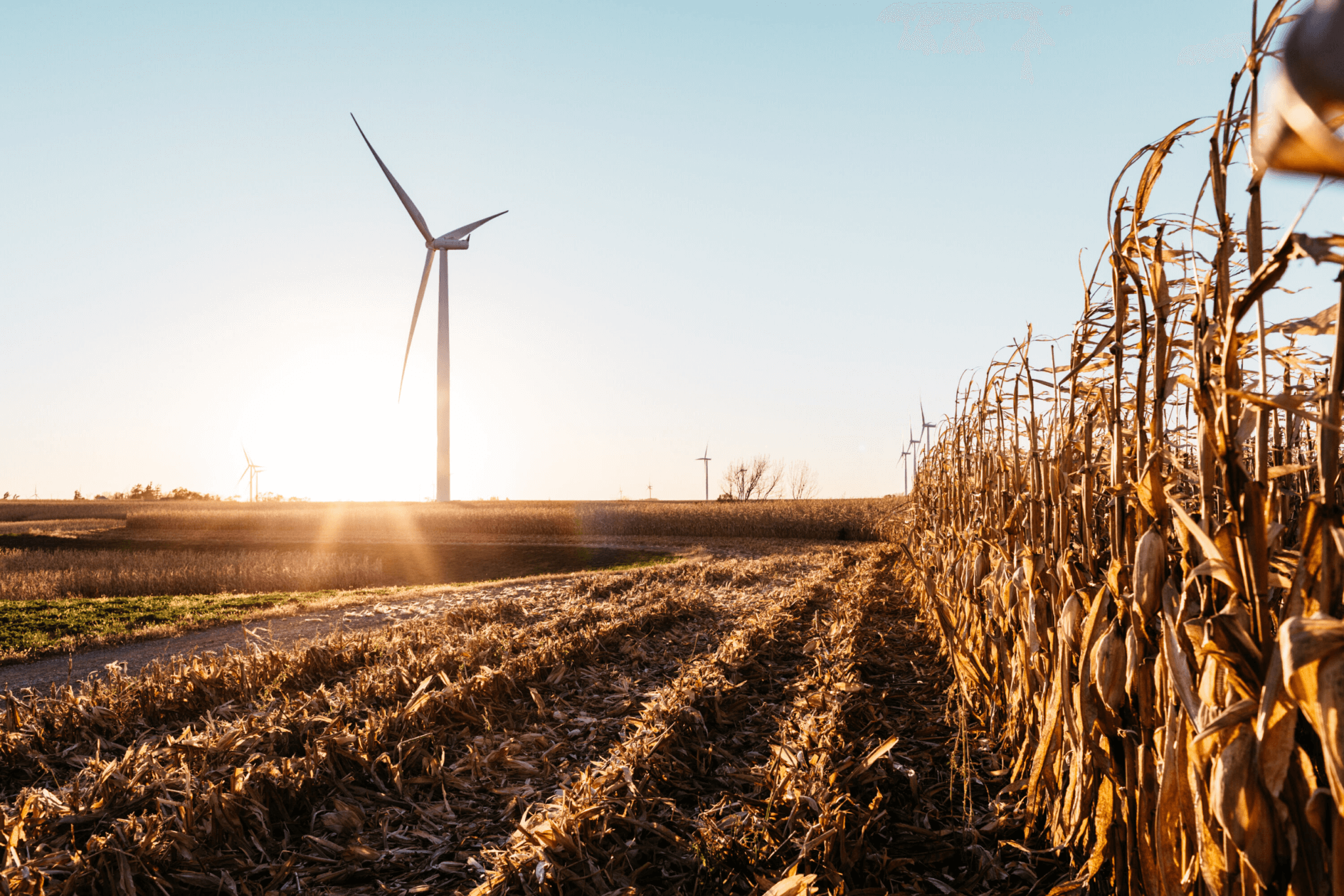 A corn field that has been partially mowed at sunrise with wind turbines in the background.