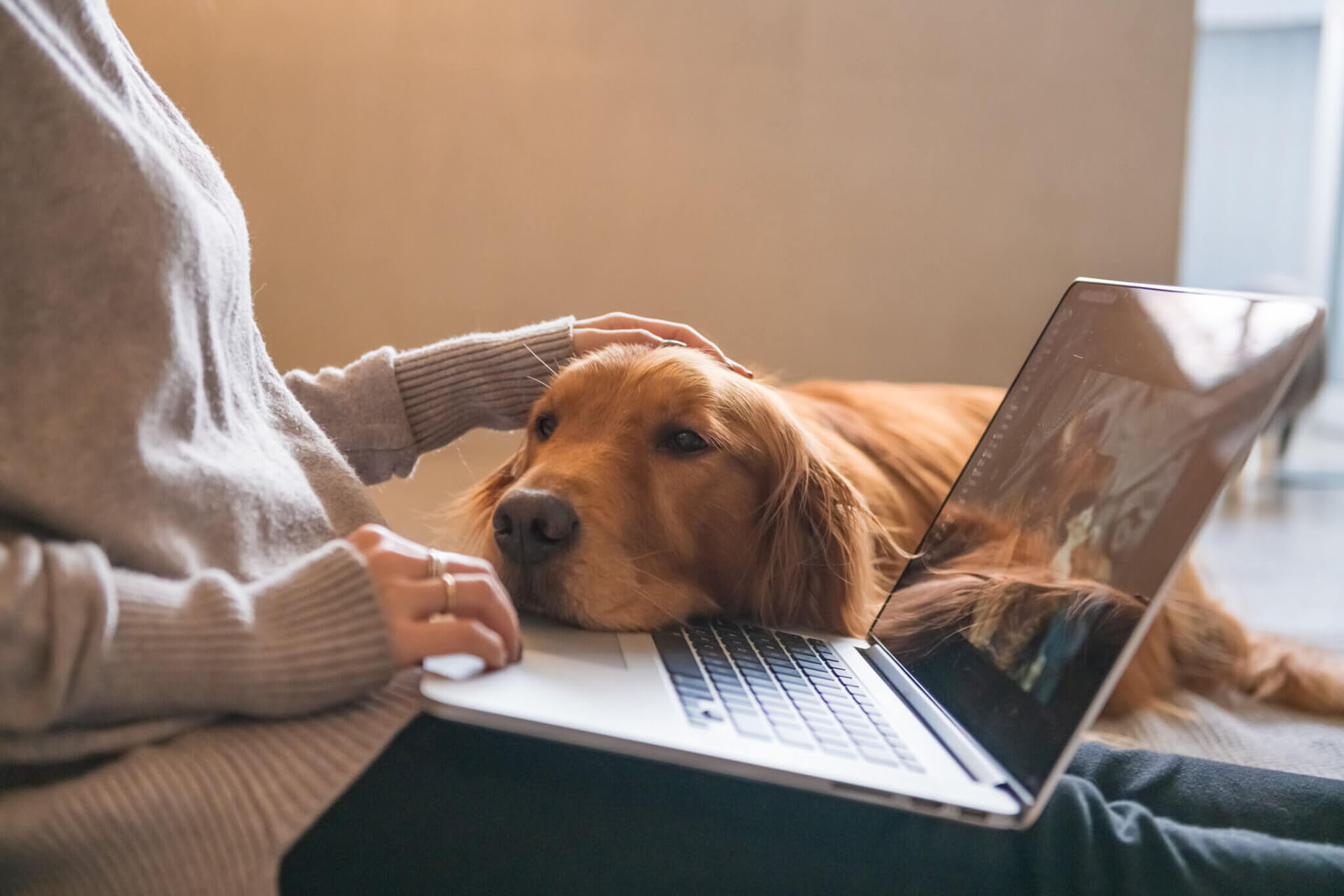 A person with a laptop on their lap petting a golden retriever that's resting its head on the keyboard.