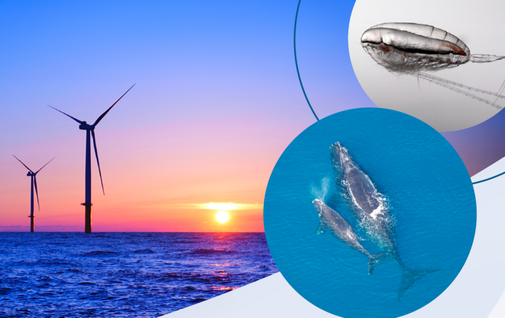 A collage of marine life and an ocean sunset with wind turbine silhouettes, the cover image of ACP's Oceanographic Effects of Offshore Wind Structures and Their Potential Impacts on the North Atlantic Right Whale and Their Prey.