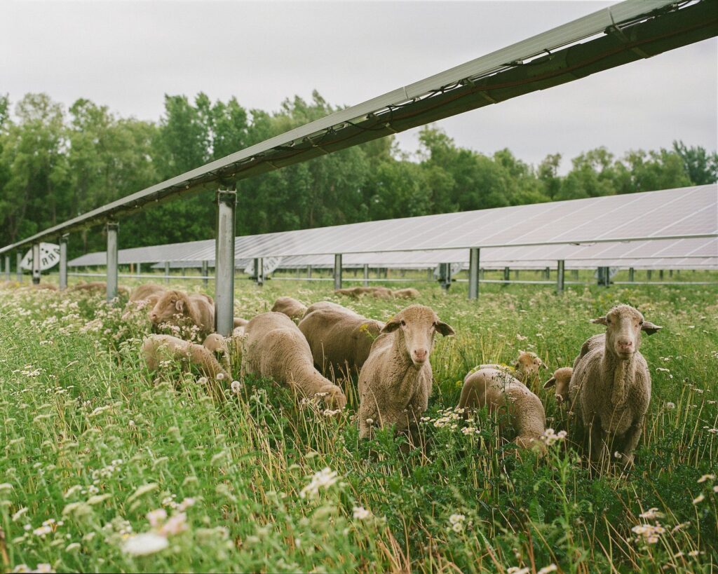 Agrivoltaics, Sheep grazing under solar panels