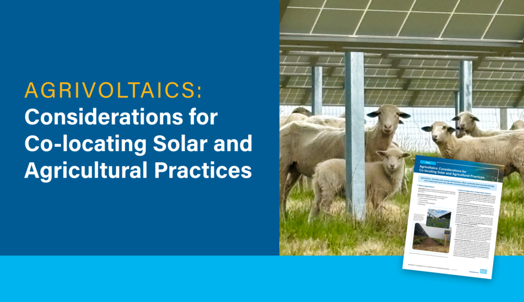 a graphic showing sheep on a solar farm with text that reads Agrivoltaics: Considerations for Co-locating Solar and Agricultural Practices with a small image of the first page of the mentioned resource