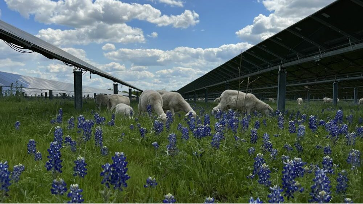 Sheep grazing under solar panels at an agrivoltaics site.