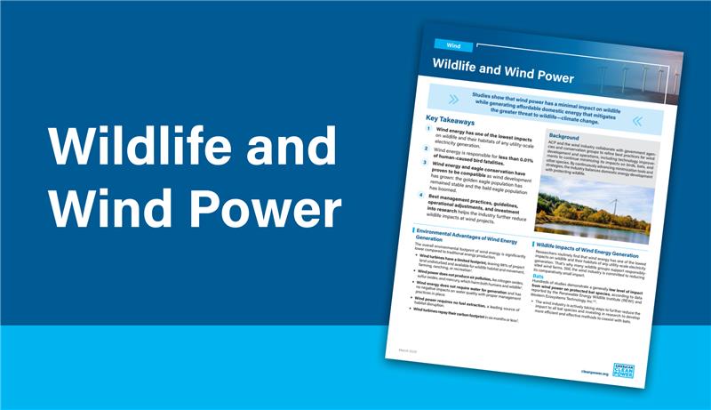 Descriptive image of resource, featuring an image of the Wildlife and Wind Power fact sheet superimposed on a blue background with the title.